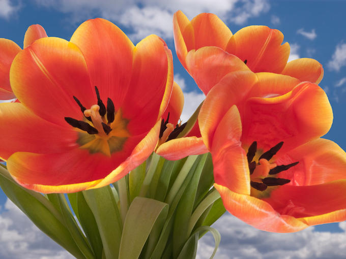 Orange Tulips and Blue Sky