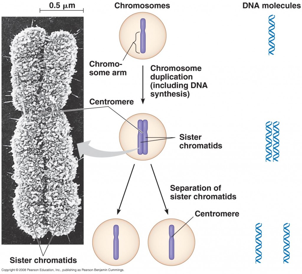 ChromosomeDuplicat-L