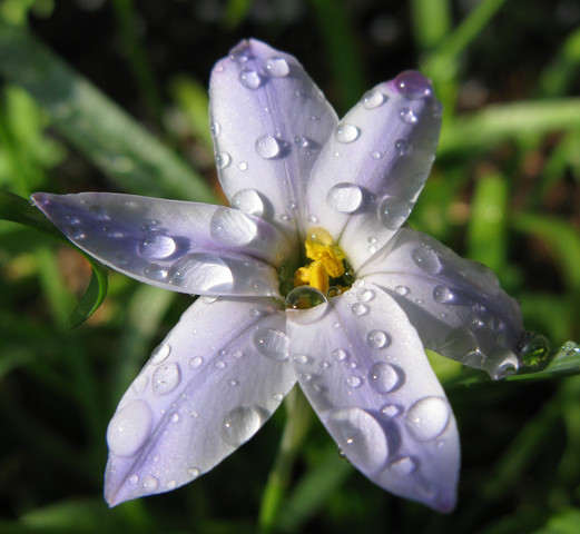 flower-rain-11