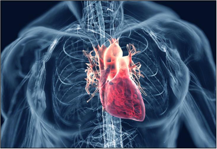 Sistem cardiovascular 3D