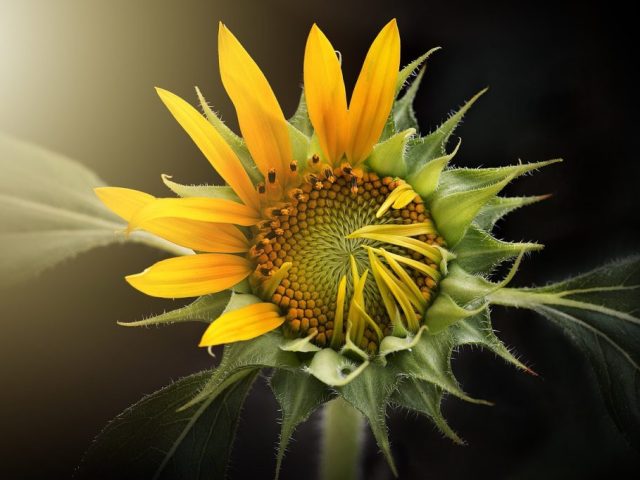 sunflower-gc981611e7_1280